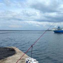 播磨新島のキス釣査
