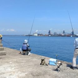 播磨新島のキス釣査