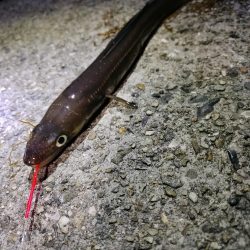 色々釣れました。五目釣り。