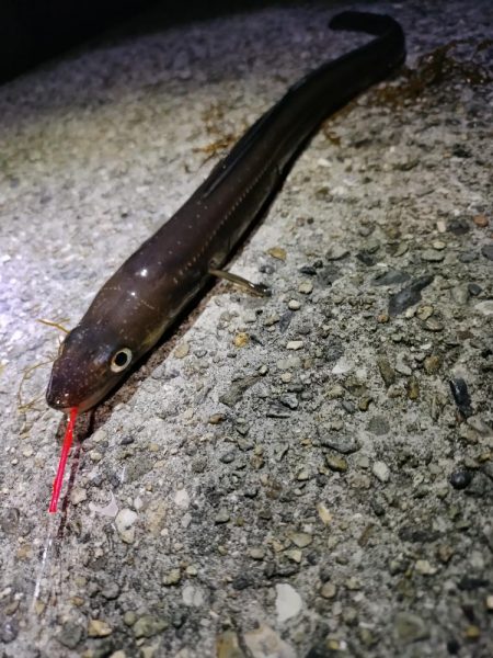 色々釣れました。五目釣り。