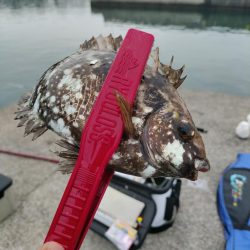 見たこと無い魚釣れたよ！
