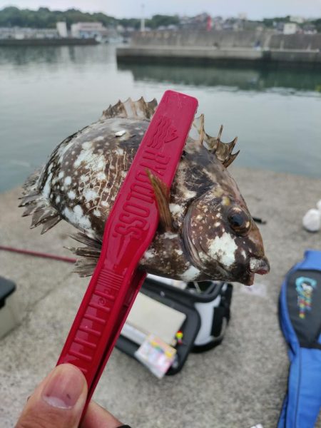 見たこと無い魚釣れたよ！