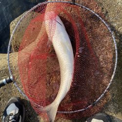 チヌフカセ釣り