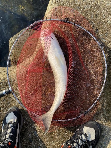 チヌフカセ釣り