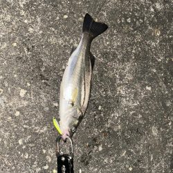 バチ抜けシーバス