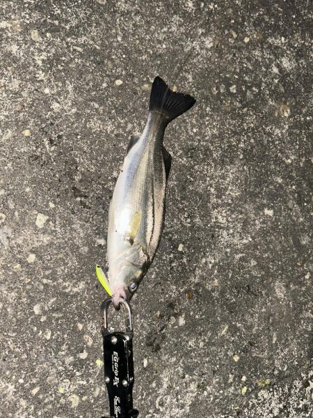 バチ抜けシーバス