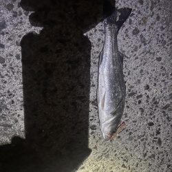 バチ抜けシーバス