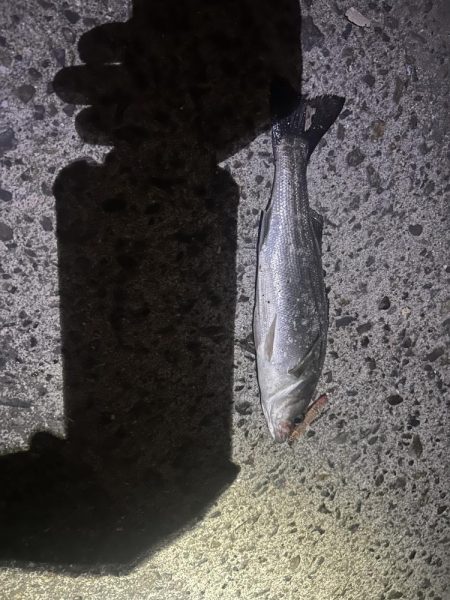 バチ抜けシーバス