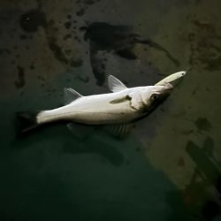 バチ抜けシーバス