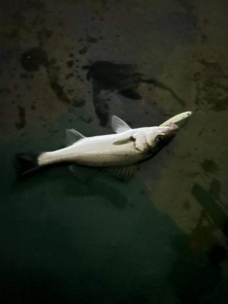 バチ抜けシーバス