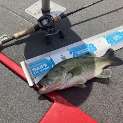 GW北山田40cm〜4匹