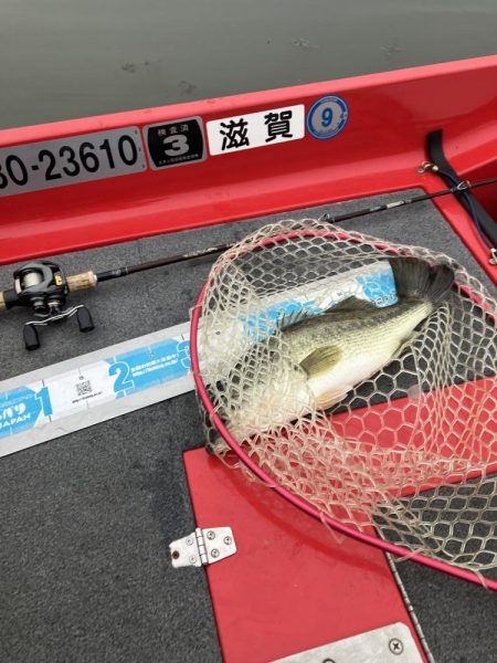 北山田53、45cm他3匹