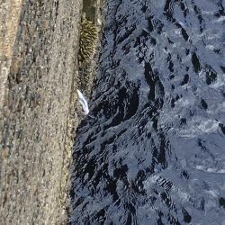 ワカメの上で一枚