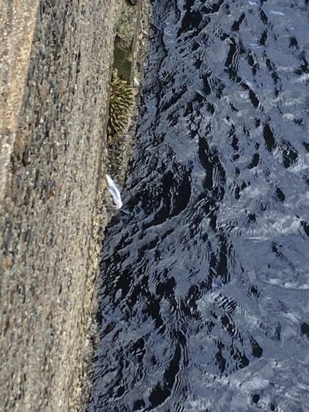 ワカメの上で一枚