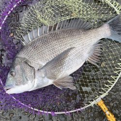 荒れる前のランガン釣行