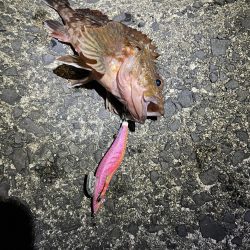 ジギング　エギング