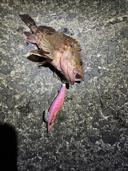 ジギング　エギング