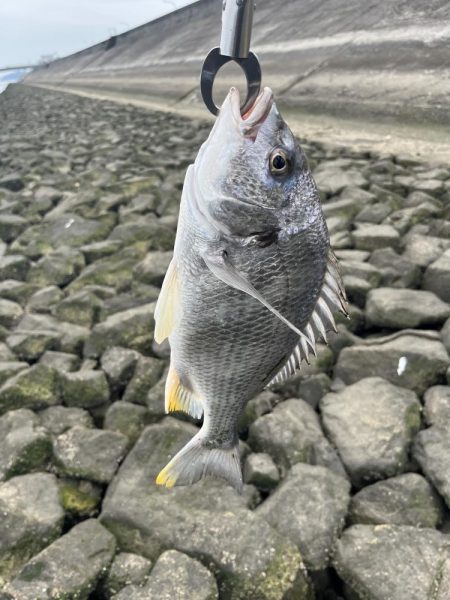 太田川河口でチニング
