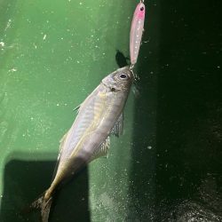 ワンダー60にアジ