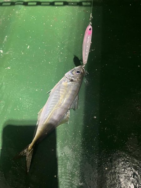 ワンダー60にアジ