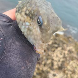 和歌山市江（吉丸渡船）でグレ釣り