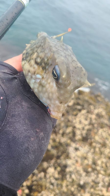 和歌山市江（吉丸渡船）でグレ釣り