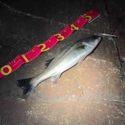 久しぶりに60を超えたか⁉︎