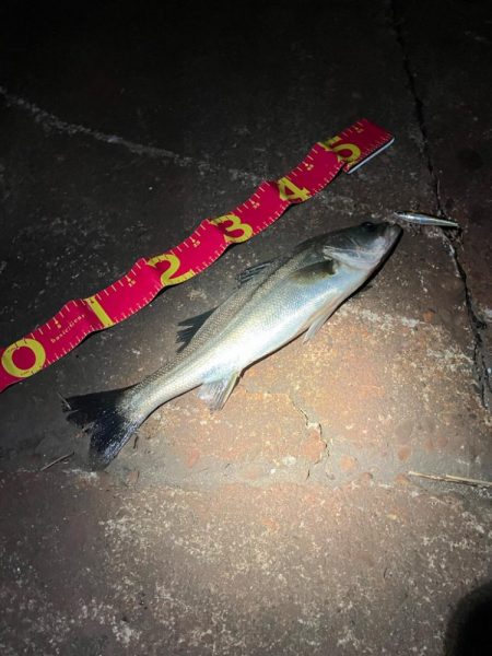 久しぶりに60を超えたか⁉︎…