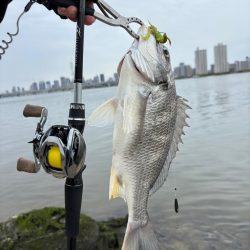 春爆？チニング