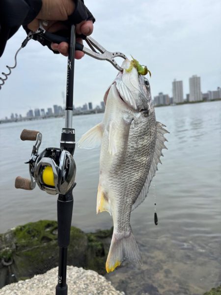 春爆？チニング