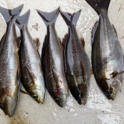 大原沖、LTイサキ