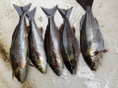 大原沖、LTイサキ