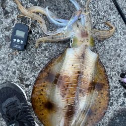 春イカ 自己記録更新!