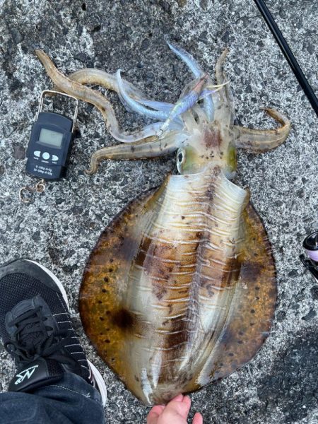 春イカ 自己記録更新!