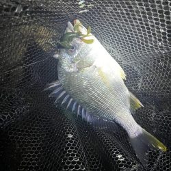 淀川ブリームゲーム