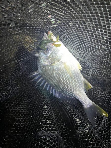 淀川ブリームゲーム