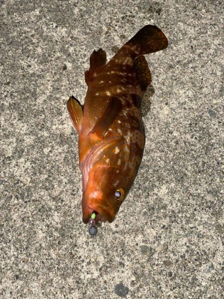 友達と2人遠征で爆釣