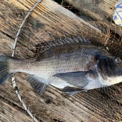 筏でアオリイカ他