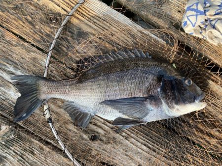 筏でアオリイカ他