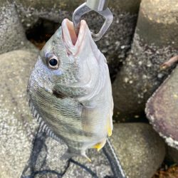 キビレ2、シーバス1