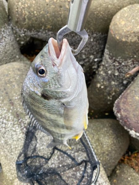 キビレ2、シーバス1