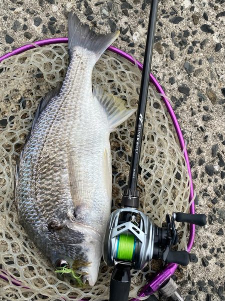 ニュータックル！