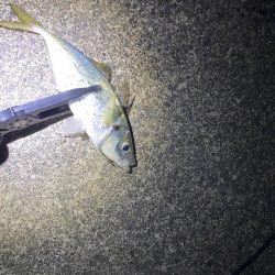 エギングからのアジング