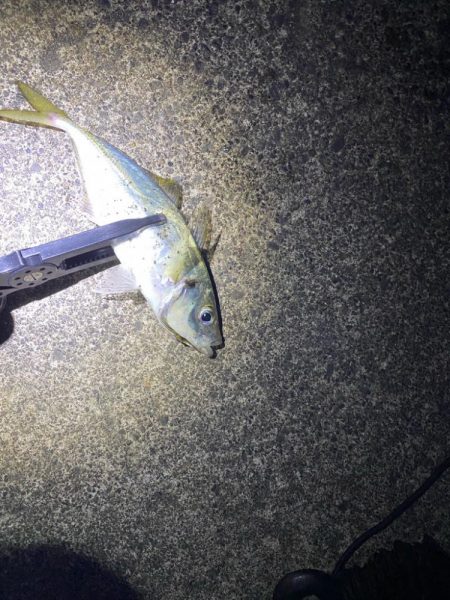 エギングからのアジング