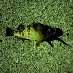 ライトメバリング