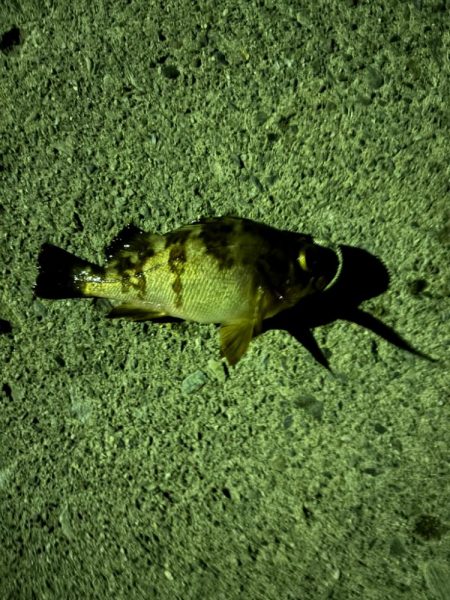 ライトメバリング