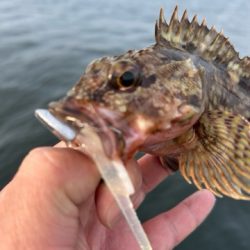 久しぶりのアコウ調査