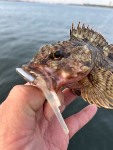 久しぶりのアコウ調査