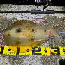 春アオリ🦑!開幕!!(^o^)/