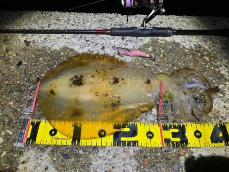 春アオリ🦑！開幕！！(^o…